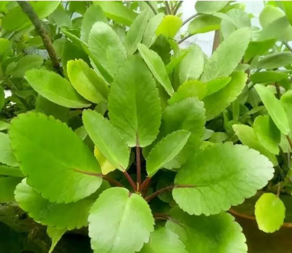 Patharchatta_Plant_(Kalanchoe_Pinnata)_Succulent_&_Traditional_Herbal_Plant_for_Home_&_Garden