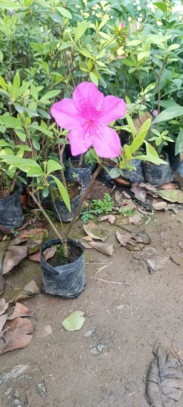Azalea_(Formosa)_Purple_Flower_Plant_For_Shrub/Bush/Home_Gardening_Beautiful_Azalea_Flowering_Plant_(Pack_Of_1)