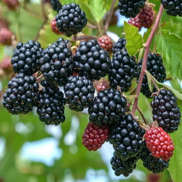 Greenery_Nursery®_Blackberry_Ready_To_Fruit_Plant_&_Tree_(1.5-3.5_Ft_Height)_Pack_Of_1