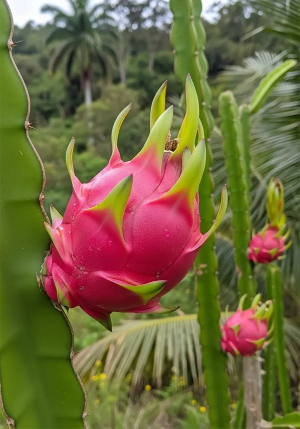 Premium_Dragon_Fruit_Plant_|_High_Yield_Variety_Dark_Red_Dragon_Fruit_Plant_for_Home_Garden,_Pack_Of_1