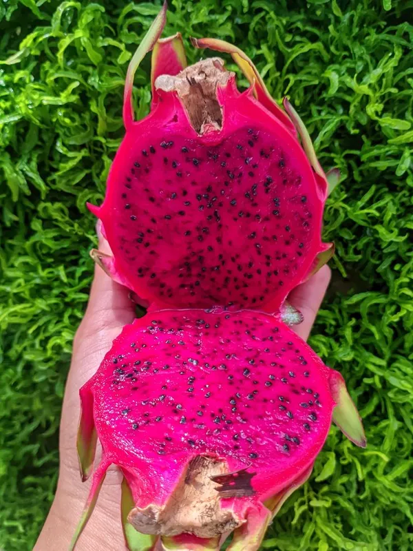 Premium_Dragon_Fruit_Plant_|_High_Yield_Variety_Dark_Red_Dragon_Fruit_Plant_for_Home_Garden,_Pack_Of_1