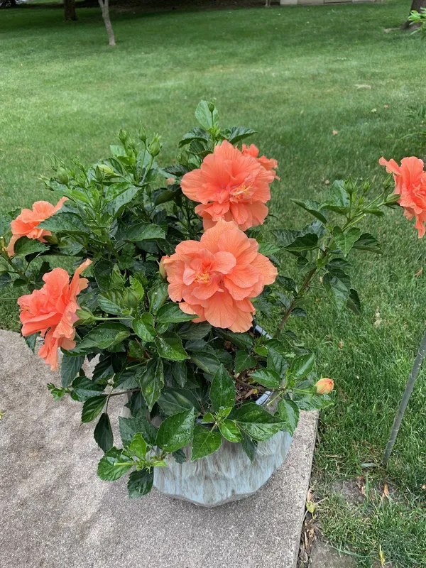 GREENERY_NURSERY_HIBISCUS/_GUDHAL_(PEACH)_FLOWER_PLANT_&_TREE_FOR_HOME_GARDEN,_PACK_OF_1