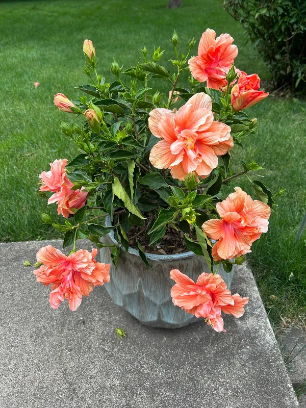GREENERY_NURSERY_HIBISCUS/_GUDHAL_(PEACH)_FLOWER_PLANT_&_TREE_FOR_HOME_GARDEN,_PACK_OF_1