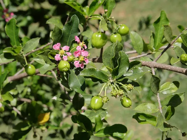 Barbados_Cherry_(Sweet)_West_Indian_Cherry_(Malpighia_emarginata)_Fruit_Plant_(Home_&_Garden)_(1.5-3.5_Ft_Height)_Pack_Of_1