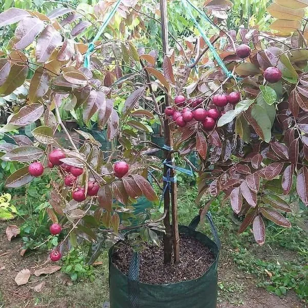 Most_Expensive_Ruby_Longon_High-Quality_Grafted_Variety_Fast-Growing_Fruit_Tree_for_Home_Garden_(Pack_Of_1)