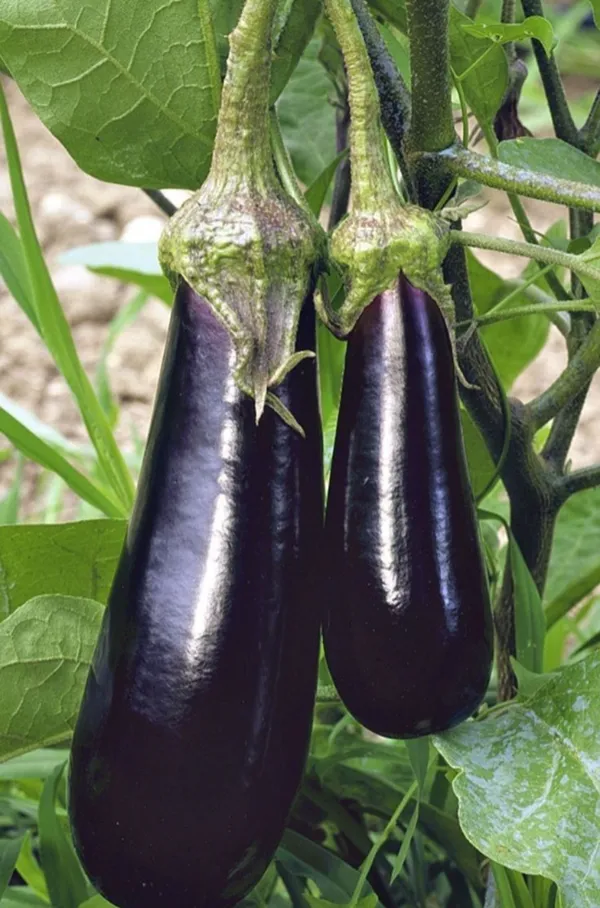 Greenery_Nursery®_Black_Eggplant/Brinjal/Beigan_Seed_For_Home_Garden_(20-40_Pieces)_Pack_Of_1