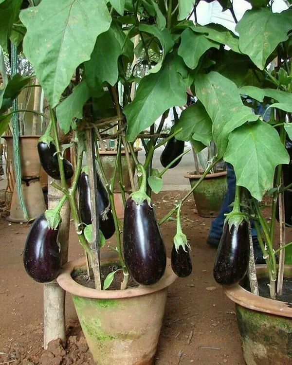 Greenery_Nursery®_Black_Eggplant/Brinjal/Beigan_Seed_For_Home_Garden_(20-40_Pieces)_Pack_Of_1