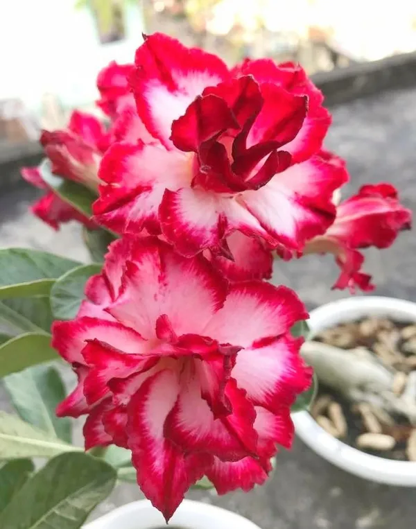 Colorful_Blooming-_Desert_Rose_Adenium_Flower_Plant_(Pack_Of_4)_For_Home_Garden
