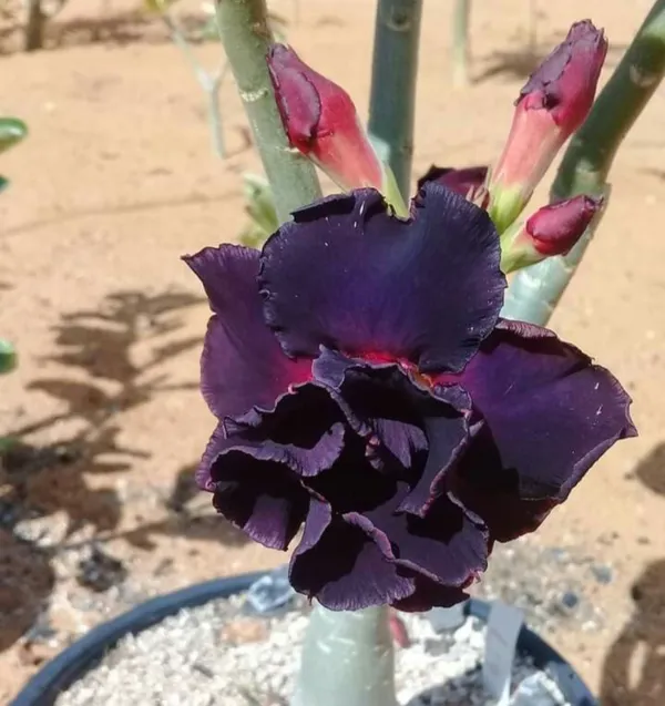 Colorful_Blooming-_Desert_Rose_Adenium_Flower_Plant_(Pack_Of_4)_For_Home_Garden