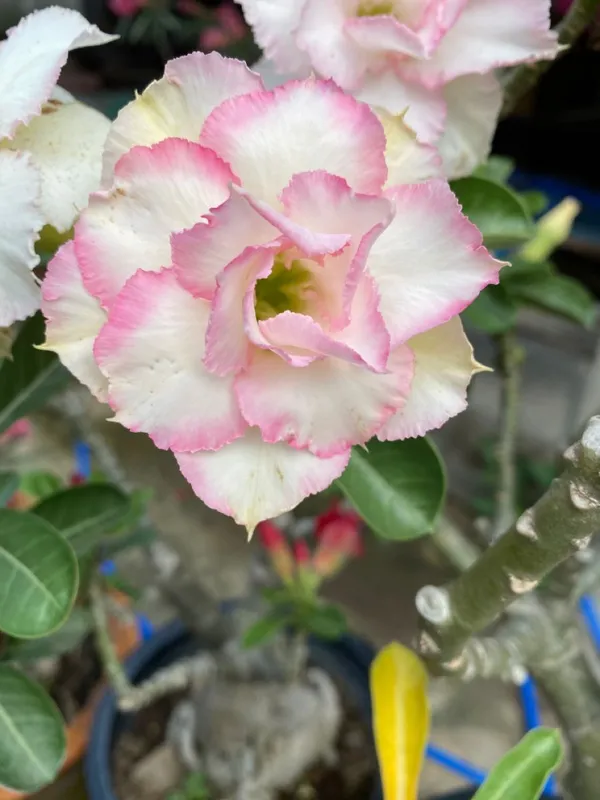 Colorful_Blooming-_Desert_Rose_Adenium_Flower_Plant_(Pack_Of_4)_For_Home_Garden