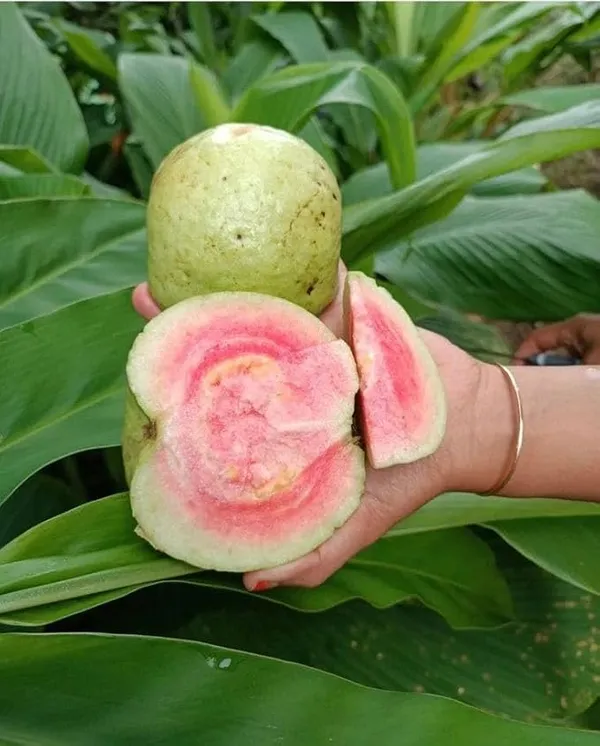 Thai_Pink_Guava_Healthy_Fruit_Plant_&_Tree_For_Home_Gardening_Dwarf_Variety_Pink_Guava_Fruit_Plant_(Grafted,_Pack_Of_1)