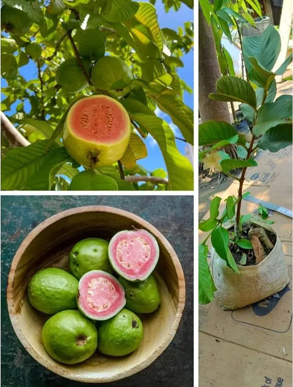 Thai_Pink_Guava_Healthy_Fruit_Plant_&_Tree_For_Home_Gardening_Dwarf_Variety_Pink_Guava_Fruit_Plant_(Grafted,_Pack_Of_1)