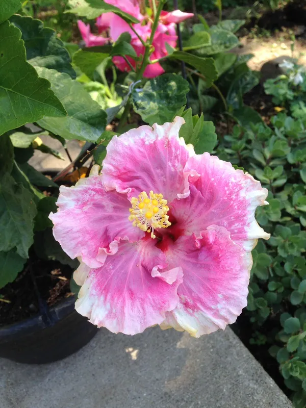 Hybrid_Hibiscus_Flowering_Plant_For_Home_Gardening_1.5-3.5_Ft_Hight_(Grafted,_Pack_Of_1)