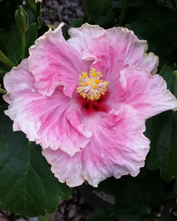 Hybrid_Hibiscus_Flowering_Plant_For_Home_Gardening_1.5-3.5_Ft_Hight_(Grafted,_Pack_Of_1)