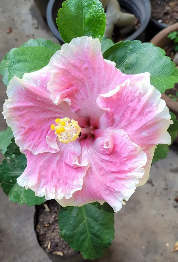 Hybrid_Hibiscus_Flowering_Plant_For_Home_Gardening_1.5-3.5_Ft_Hight_(Grafted,_Pack_Of_1)