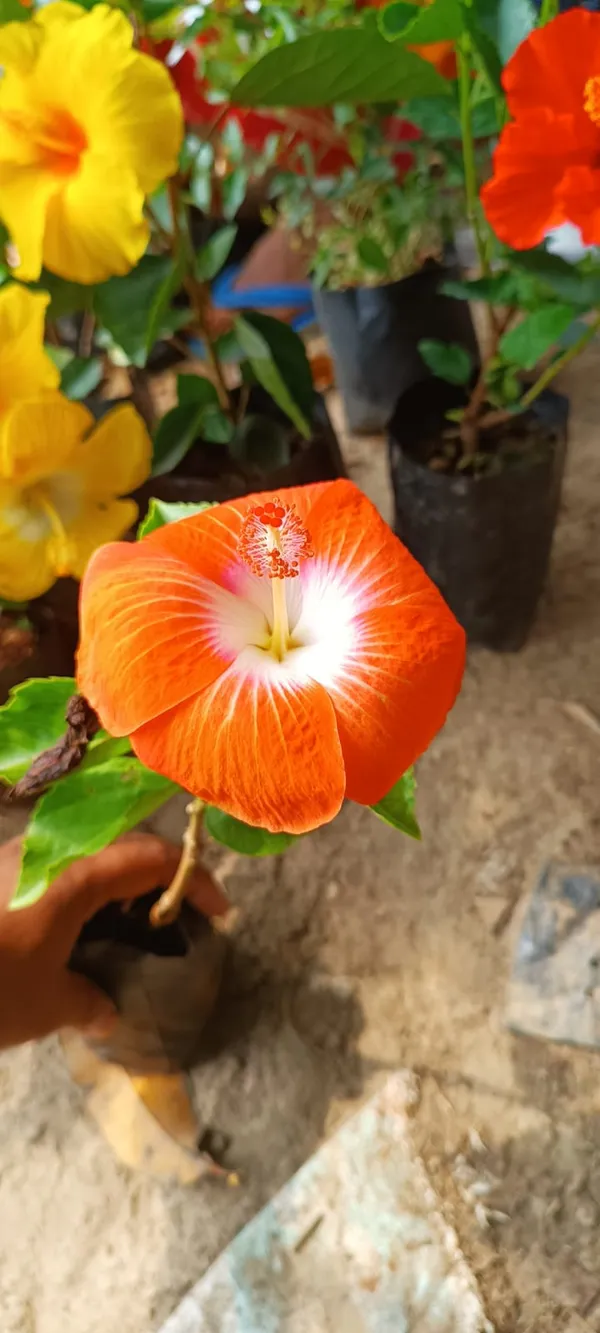 Iconic_Hibiscus_Flowering_Plant_&_Tree_For_Home_Gardening_(Hybrid,_Pack_Of_1)