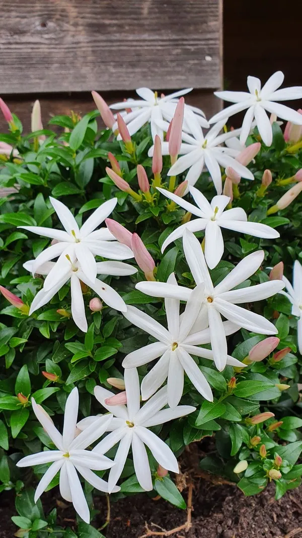 Pink_Jasmine_flower_plant_Jasmine_Flower_Plant/pink_jasmine