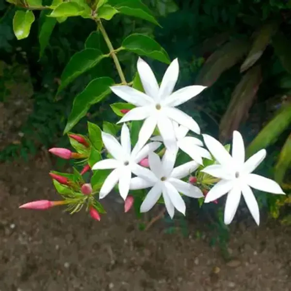 Pink_Jasmine_flower_plant_Jasmine_Flower_Plant/pink_jasmine
