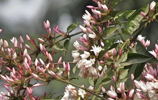 Pink_Jasmine_flower_plant_Jasmine_Flower_Plant/pink_jasmine