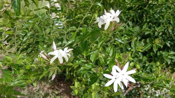 Pink_Jasmine_flower_plant_Jasmine_Flower_Plant/pink_jasmine