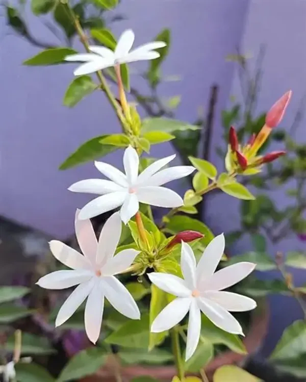Pink_Jasmine_flower_plant_Jasmine_Flower_Plant/pink_jasmine