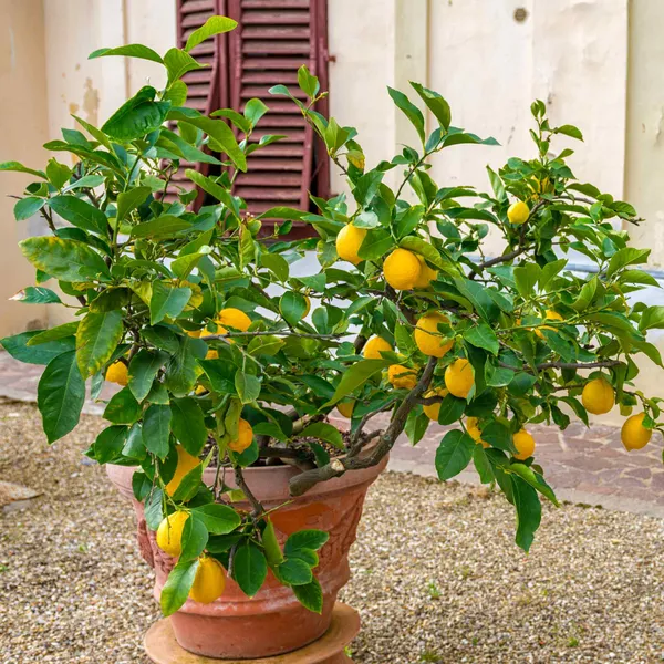 Hybrid_Mayer_Lemon_Fruit_Plant_&_Tree_For_Home_Gardening,_Yellow_Mayer_Lemon/Lime_Grafted_Plant_(Pack_Of_1)