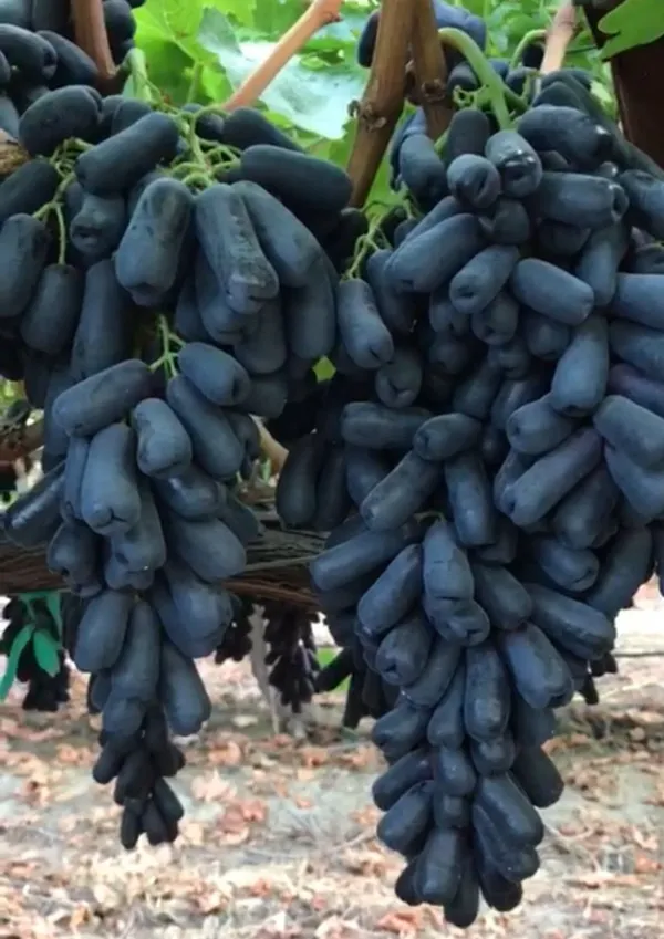 Moon_Drop_Seedless_Hybrid_Grapes_Fruit_Plant_(Pack_Of_1)