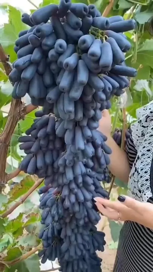 Moon_Drop_Seedless_Hybrid_Grapes_Fruit_Plant_(Pack_Of_1)