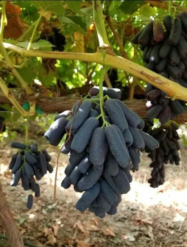 Moon_Drop_Seedless_Hybrid_Grapes_Fruit_Plant_(Pack_Of_1)