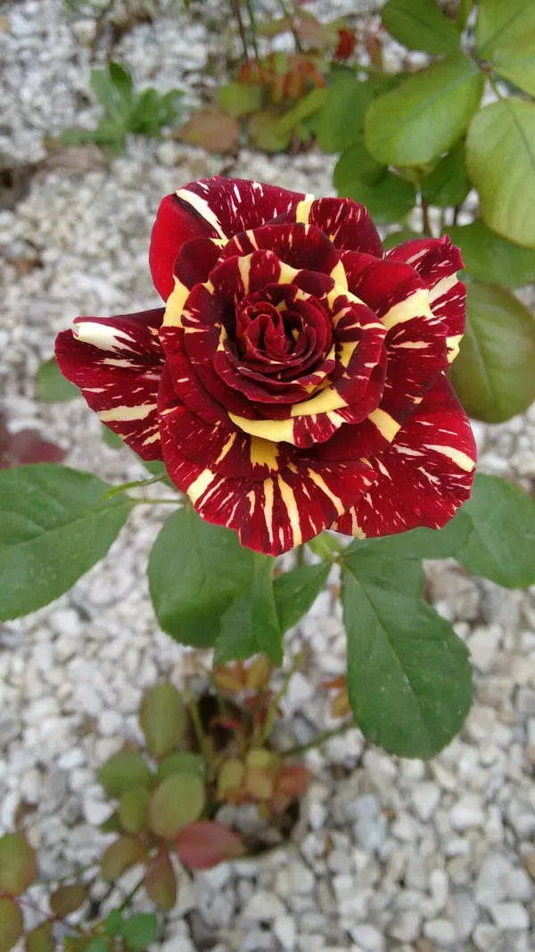 Abracadabra_Rose_Flower_Plant_(Pack_Of_1)