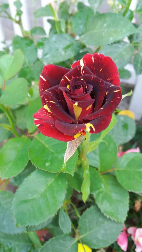 Abracadabra_Rose_Flower_Plant_(Pack_Of_1)