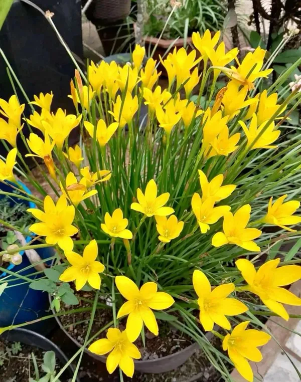 Rain_Lily_All_Season_Flower_Bulbs_(6pcs)_For_Home_Garde,_Pack_Of_1