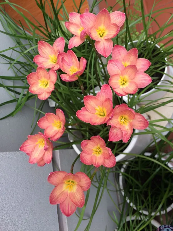 Rain_Lily_All_Season_Flower_Bulbs_(6pcs)_For_Home_Garde,_Pack_Of_1