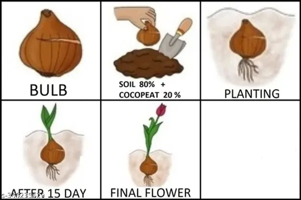 Rain_Lily_All_Season_Flower_Bulbs_(6pcs)_For_Home_Garde,_Pack_Of_1
