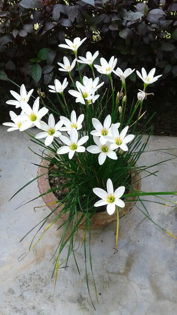 Rain_Lily_All_Season_Flower_Bulbs_(6pcs)_For_Home_Garde,_Pack_Of_1