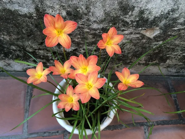 Rain_Lily_All_Season_Flower_Bulbs_(6pcs)_For_Home_Garde,_Pack_Of_1