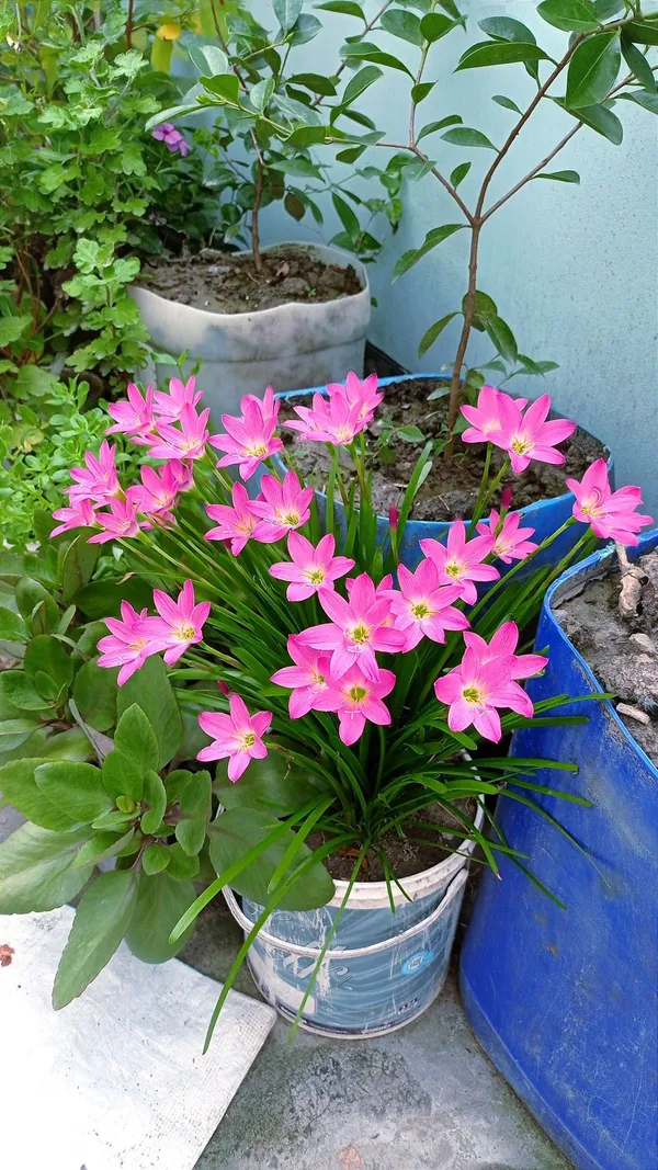 Rain_Lily_All_Season_Flower_Bulbs_(6pcs)_For_Home_Garde,_Pack_Of_1