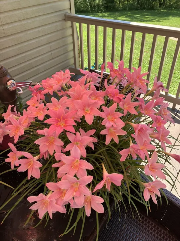 Rain_Lily_All_Season_Flower_Bulbs_(6pcs)_For_Home_Garde,_Pack_Of_1
