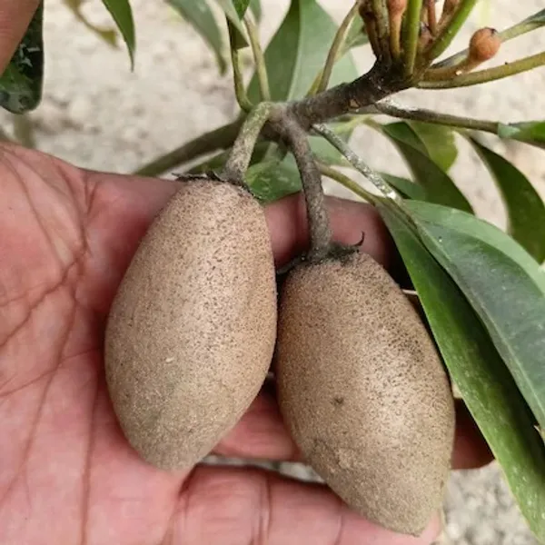Thai_Lancha_Banana_Chiku/Chikoo_Plant_-_(Grafted)_-1.5-2_Ft_Hight_-_All_Time_(12_Masi)_Early_Fruiting_Plant_Pack_of_1_(After_Planting_Fruit_Come_Only_1_Months)(Hybrid,_Pack_of_1)