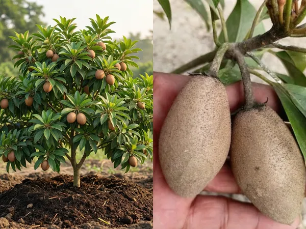 Thai_Lancha_Banana_Chiku/Chikoo_Plant_-_(Grafted)_-1.5-2_Ft_Hight_-_All_Time_(12_Masi)_Early_Fruiting_Plant_Pack_of_1_(After_Planting_Fruit_Come_Only_1_Months)(Hybrid,_Pack_of_1)