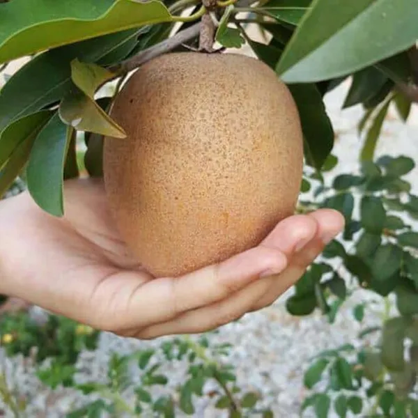 Hybrid_Sapota/Chiku_Hardy_Plant_(1.5-3.5_Ft_Height)_for_Your_Home_Garden,_Pack_Of_1