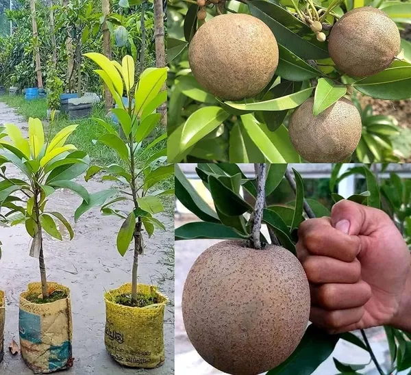 Hybrid_Sapota/Chiku_Hardy_Plant_(1.5-3.5_Ft_Height)_for_Your_Home_Garden,_Pack_Of_1