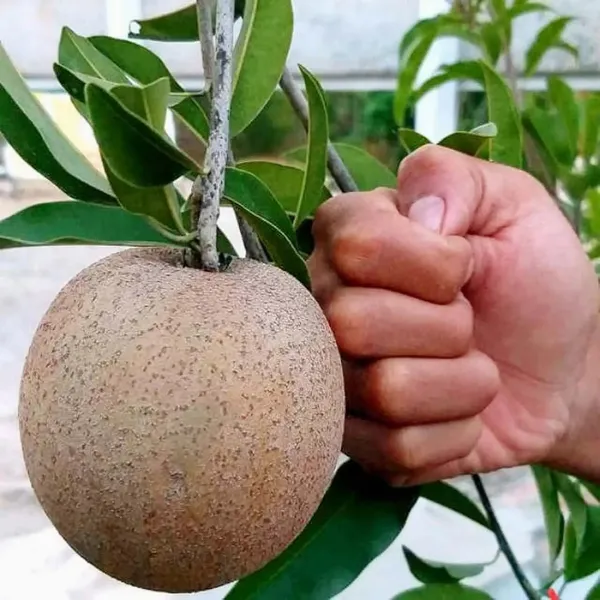 Hybrid_Sapota/Chiku_Hardy_Plant_(1.5-3.5_Ft_Height)_for_Your_Home_Garden,_Pack_Of_1