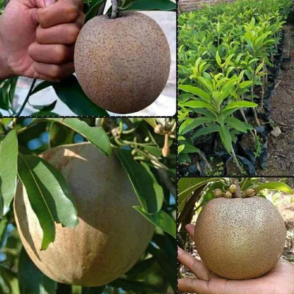 Hybrid_Sapota/Chiku_Hardy_Plant_(1.5-3.5_Ft_Height)_for_Your_Home_Garden,_Pack_Of_1