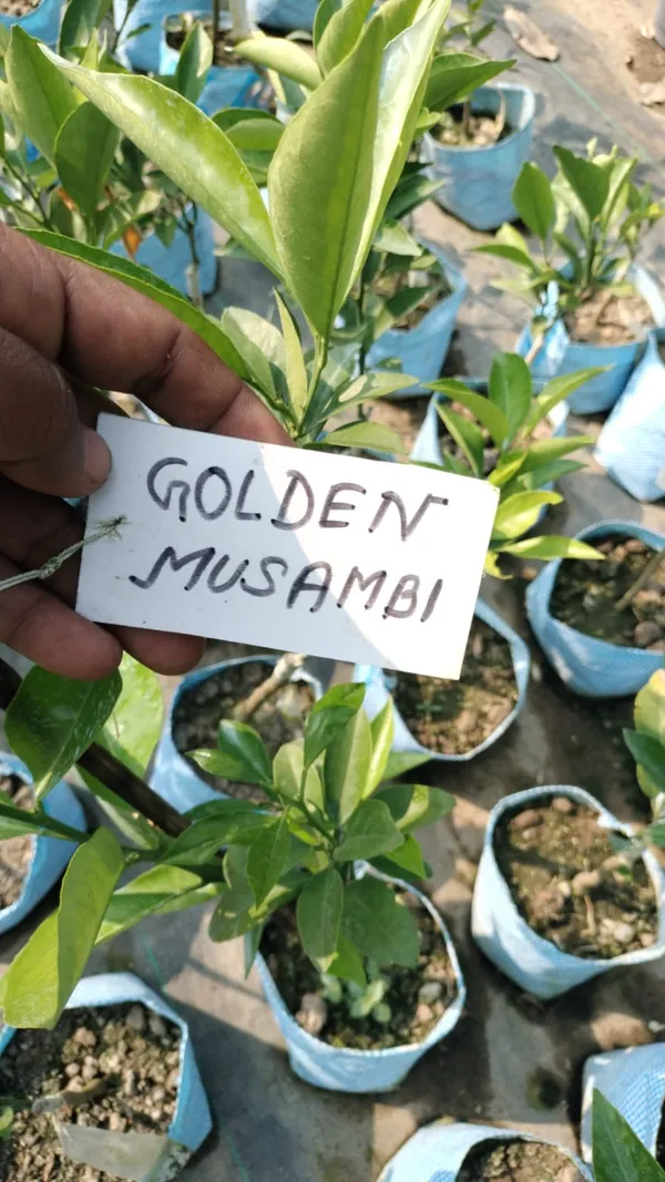 Golden_Mosambi_Plant_&_Tree_For_Home_Garden_(1.5-3.5_Ft_Height)_For_Home_Garden_Well_Watered_Mosambi_Hybrid_Fruit_Plant_(Pack_Of_1)