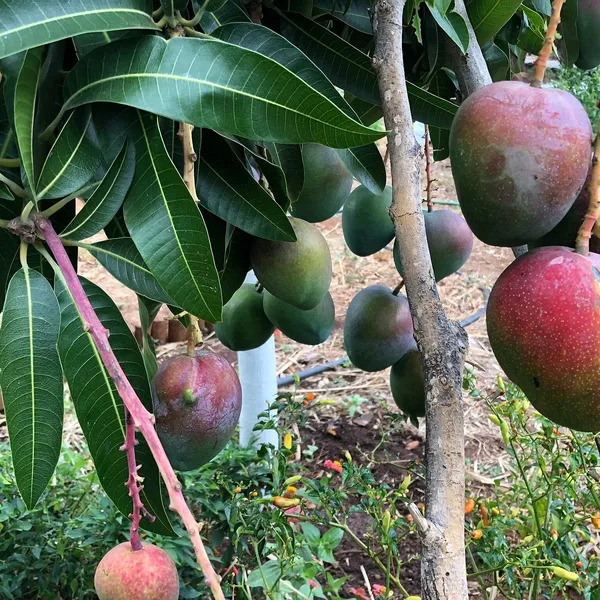 Most_Expensive_American_Red_Palmer_Delicious_Mango_Plant_&_Tree_(1.5-3.5_Ft_Height)_For_Home_Garden,_Pack_Of_1