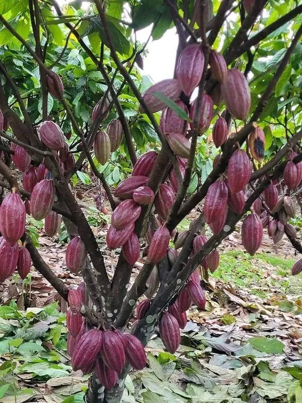 Red_Cocoa_Fruit_Plant_For_Home_Garden_(1.5-3.5_Ft_Height)_Rare_Dwarf_Cocoa_Fruit_Plant,_Pack_Of_1`