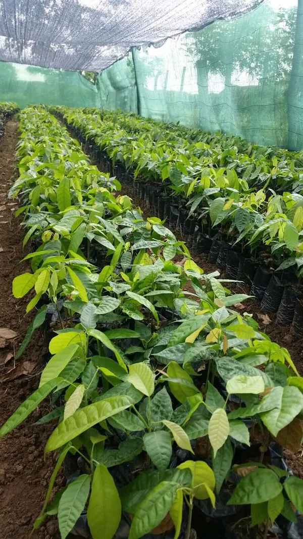 Red_Cocoa_Fruit_Plant_For_Home_Garden_(1.5-3.5_Ft_Height)_Rare_Dwarf_Cocoa_Fruit_Plant,_Pack_Of_1`