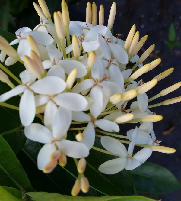 White_Ixora_Flowering_Plant_For_Enhance_Your_Home_&_Garden_Beauty,_Well_Watered_Ixora_Plant,_Pack_Of_1