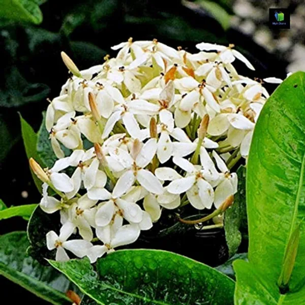 White_Ixora_Flowering_Plant_For_Enhance_Your_Home_&_Garden_Beauty,_Well_Watered_Ixora_Plant,_Pack_Of_1